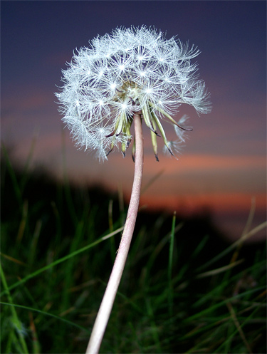 Dandelion clock