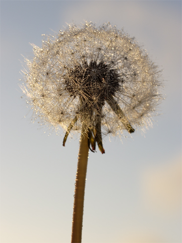 Dandelion clock