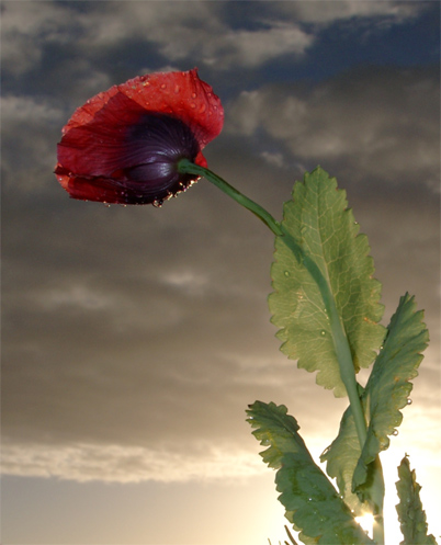 The Last Poppy