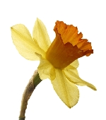 Daffodil